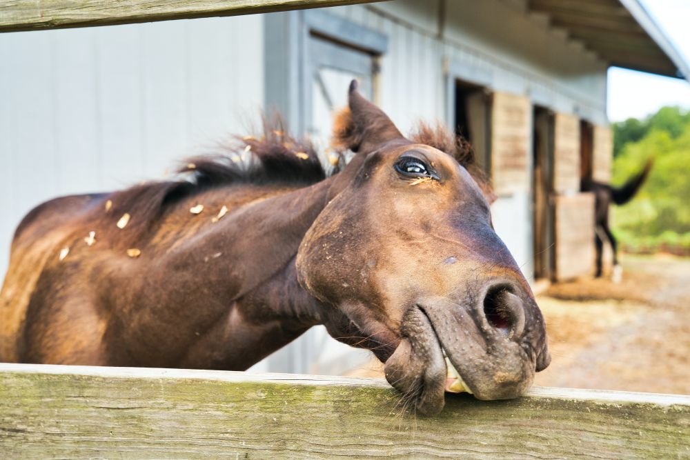 Många fördelar med att ha din häst i utebox