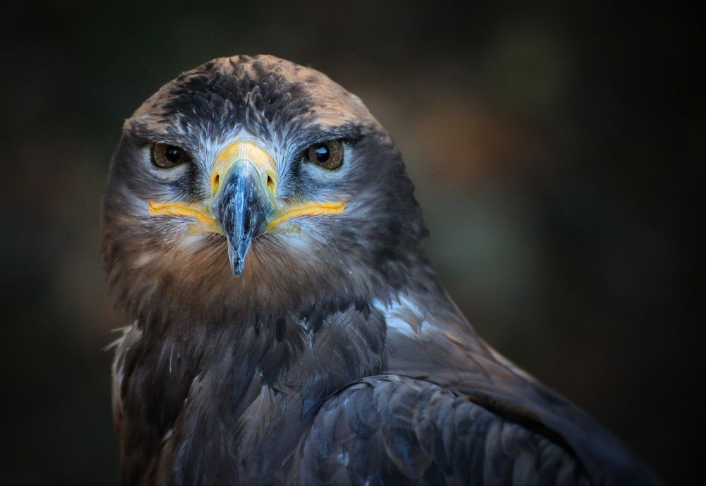 Condor fågel - En imponerande varelse på himlen
