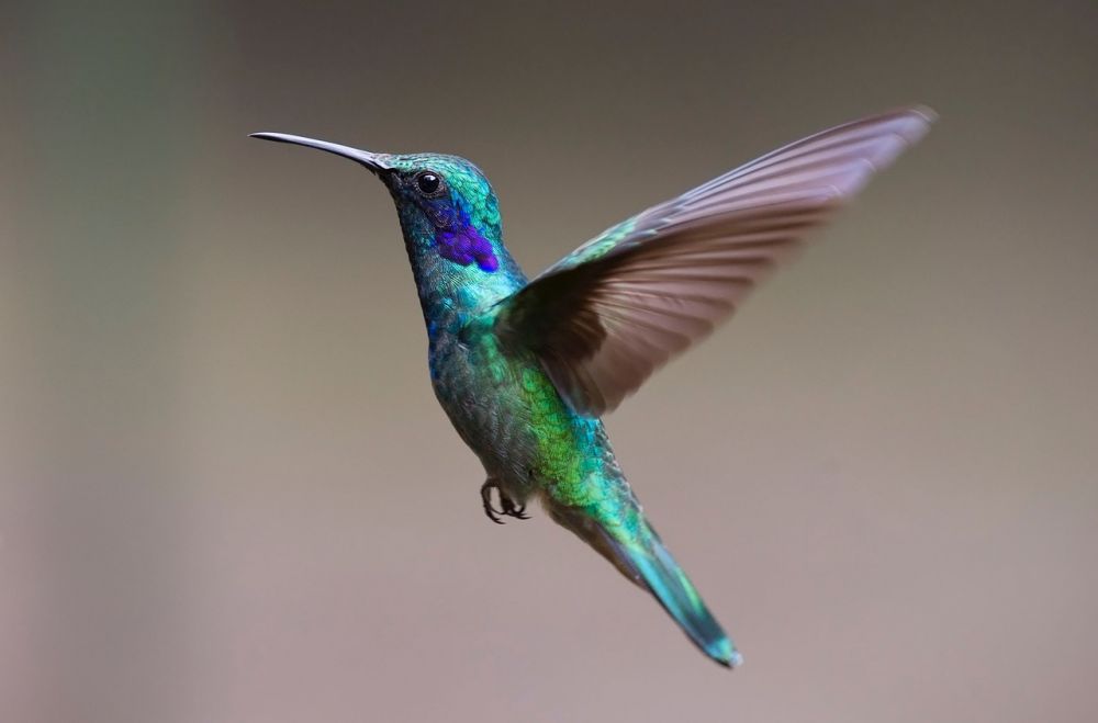 Exotiska fåglar: En fascinerande värld av skönhet och variation