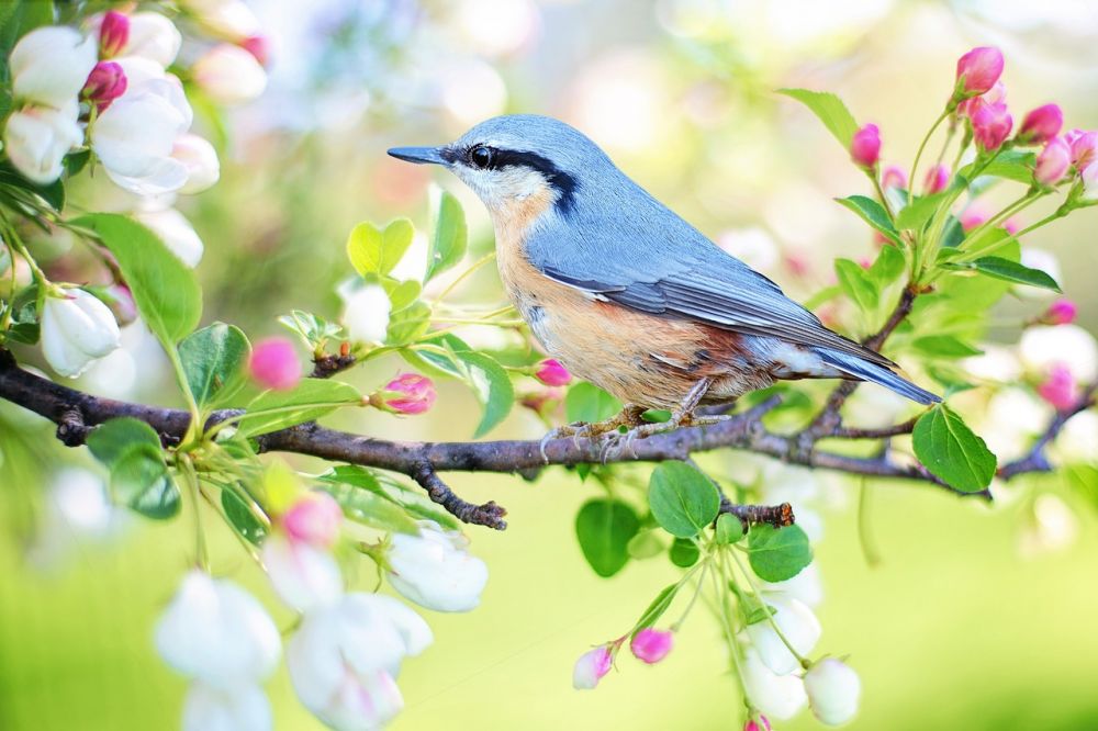 Fåglar som inte kan flyga är en spännande del av den biologiska mångfalden i djurriket
