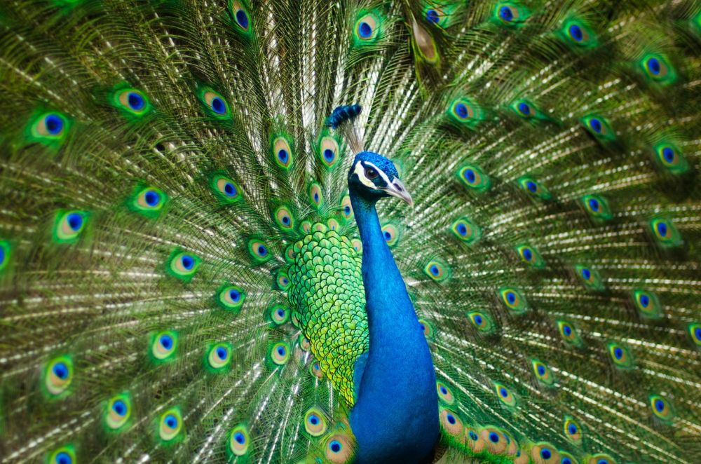 Fåglar med fläck är en fascinerande och mångsidig grupp av fåglar som förekommer i olika former och färger runt om i världen