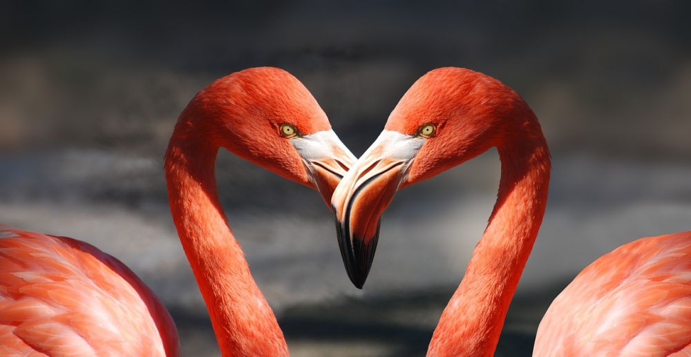 Rödbröstad fågel - En fascinerande varelse i fågelriket