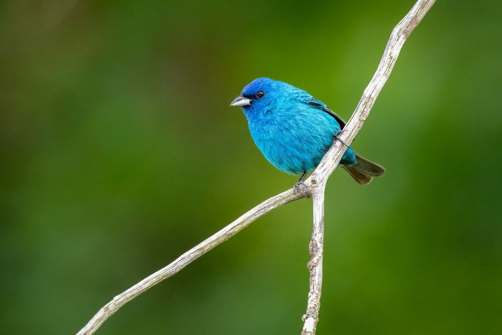 Blå fågel: En Fördjupande Översikt