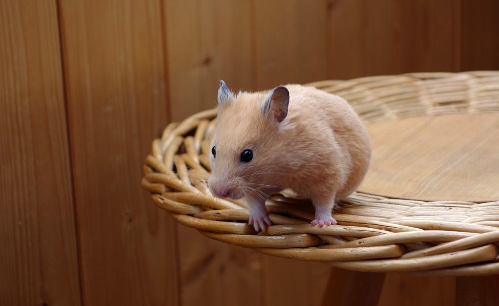 Hamster Hjul: En Omfattande Guide till Det Perfekta Träningsredskapet för Din Gnagare
