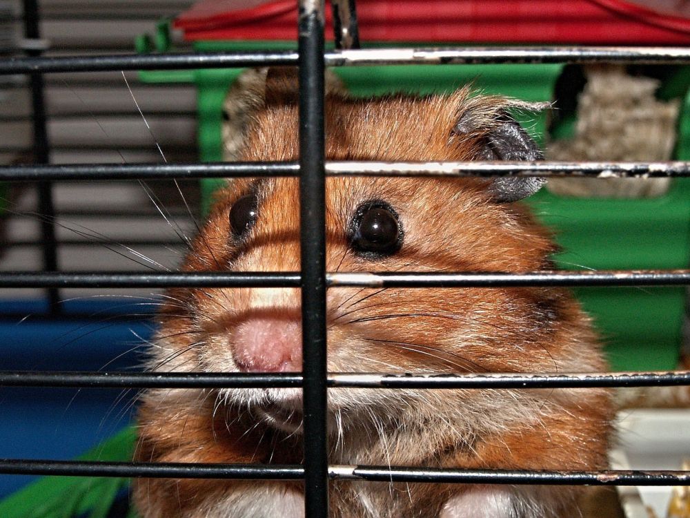 Stressad hamster: en grundlig översikt