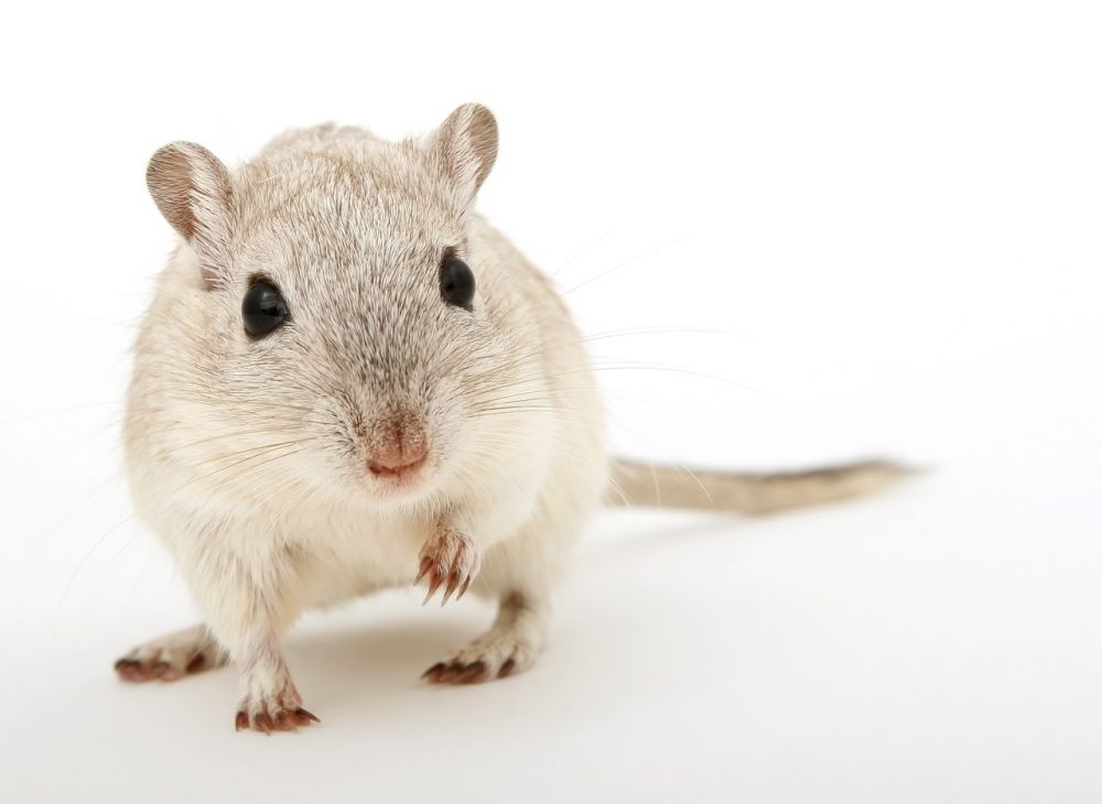 Naken hamster - en fascinerande varelse som väcker nyfikenhet