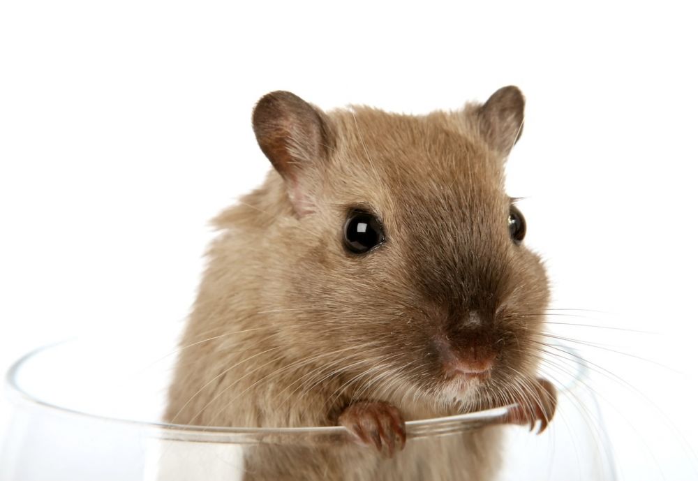 Angora hamster: Den fluffiga pälsens charm och olika varianter