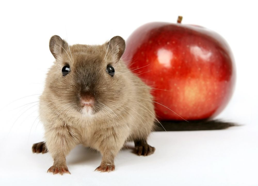 Sand Hamster: En Grundlig Översikt av Denna Lilla Gnagare