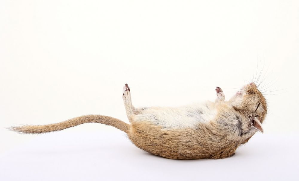 Funny Hamster: En Djupdykning i den Underhållande Världen av Gnagare