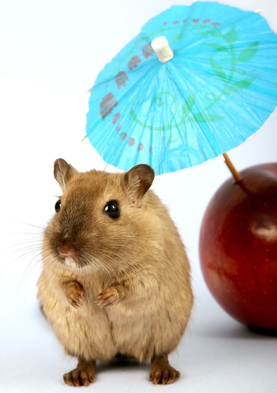 Hamster Raser: En Djupgående Guide till Varianter och Egenskaper