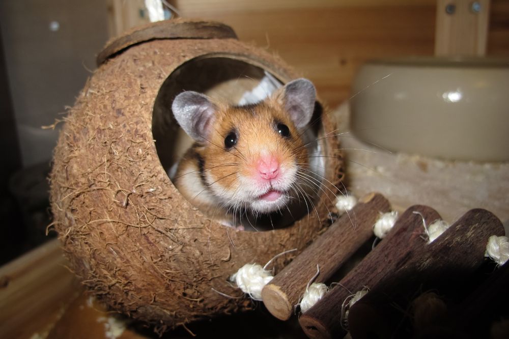 Hamster Mat: En omfattande guide till rätt näring för din lilla vän