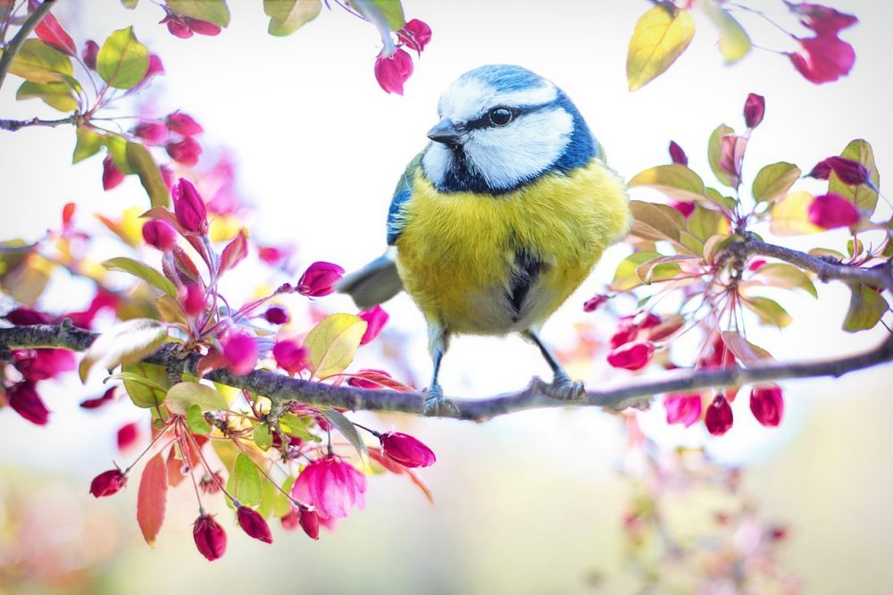 Svartvit fågel - En fascinerande varelse av kontraster
