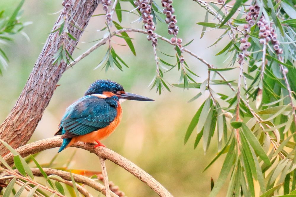 Utdöda fåglar: En grundlig översikt över utdöda fågelarter