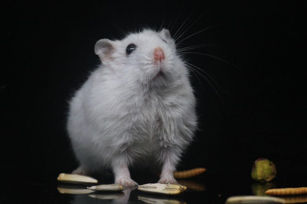 Allt du behöver veta om Hamster Saker: En djupdykning i världen av hamsterutrustning