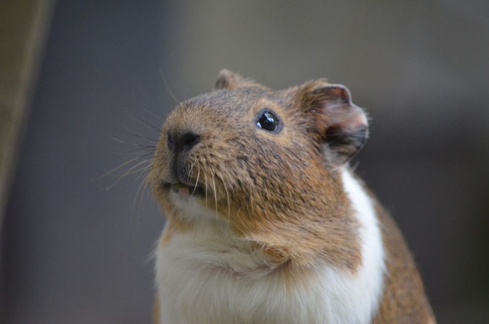 Hamster Tillbehör: En Guide till Nödvändigheter för Ditt Husdjur