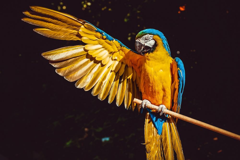 En Färgglad Värld av Fågelsläktet: En Guide till Praktfulla Fjäderklädda Vänner