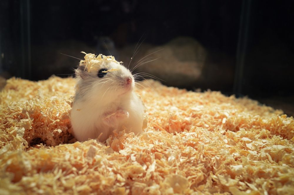 Hamsterhage: En Omfattande Presentation av En Perfekt Boendelösning för Hamstrar