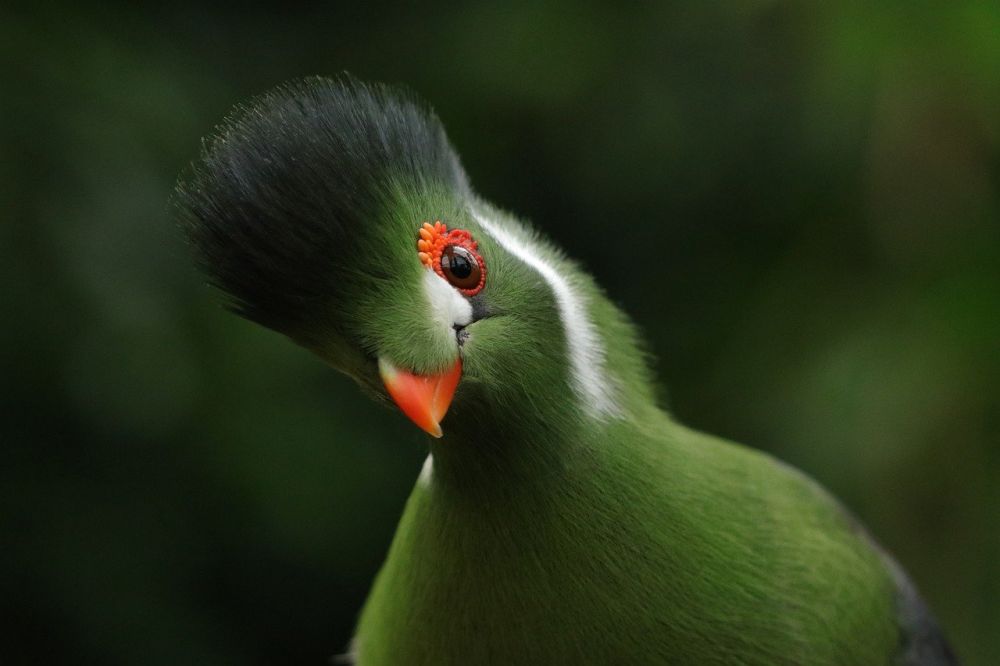 Fågel på Pampas: En fascinerande och varierad fågelgrupp