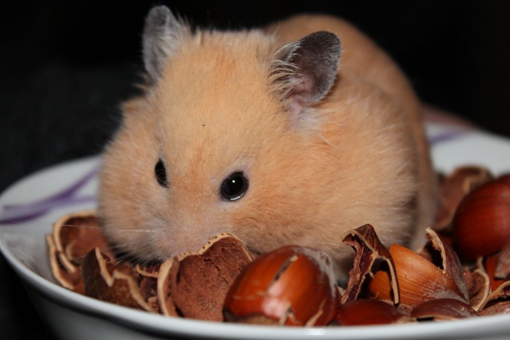 Ful hamster: En omfattande titt på denna unika art