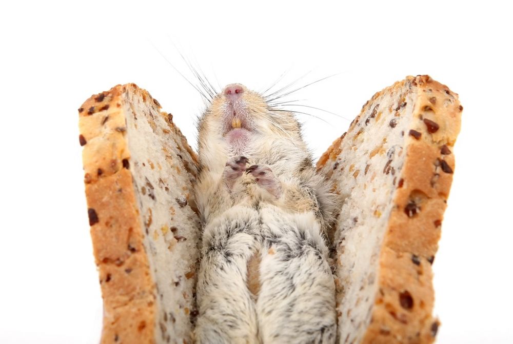 Sibirisk Hamster: En Fascinerande och Mångsidig Liten Varelse
