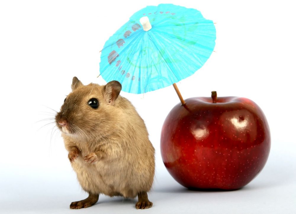 Hamster Fat: En Djupgående Guide till Fettet som Ger Energi till Dina Gnagare
