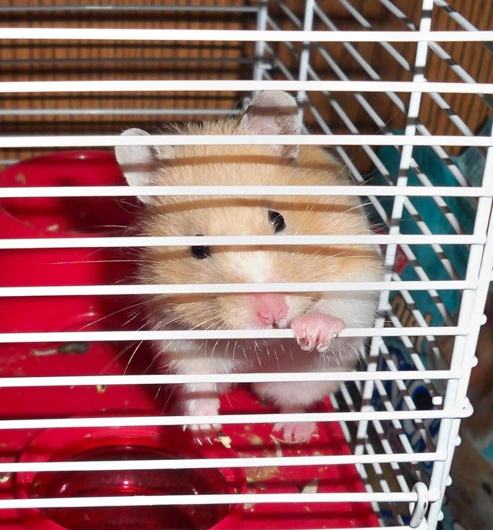 Hamster Skötsel: En Djupgående Guide