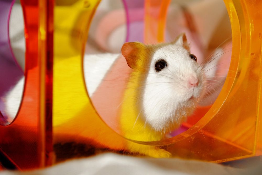 Guld hamster: En fascinerande ädelmetall i småformat
