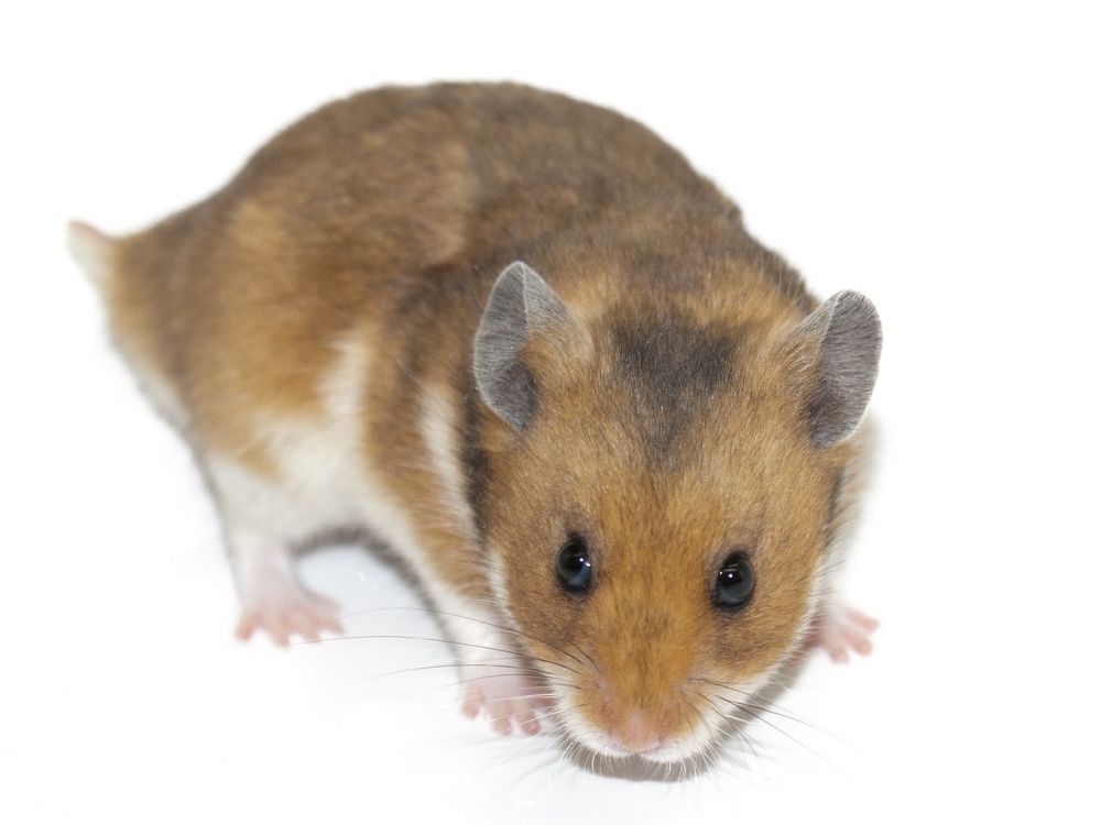 Hamster Pris: En djupgående undersökning av kostnader och variationer