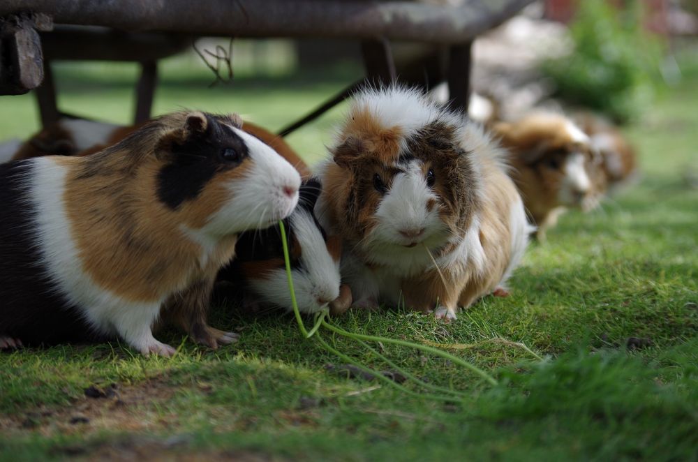 Hamster lekhage: En komplett guide till ett lyckligt och aktivt hamsterliv