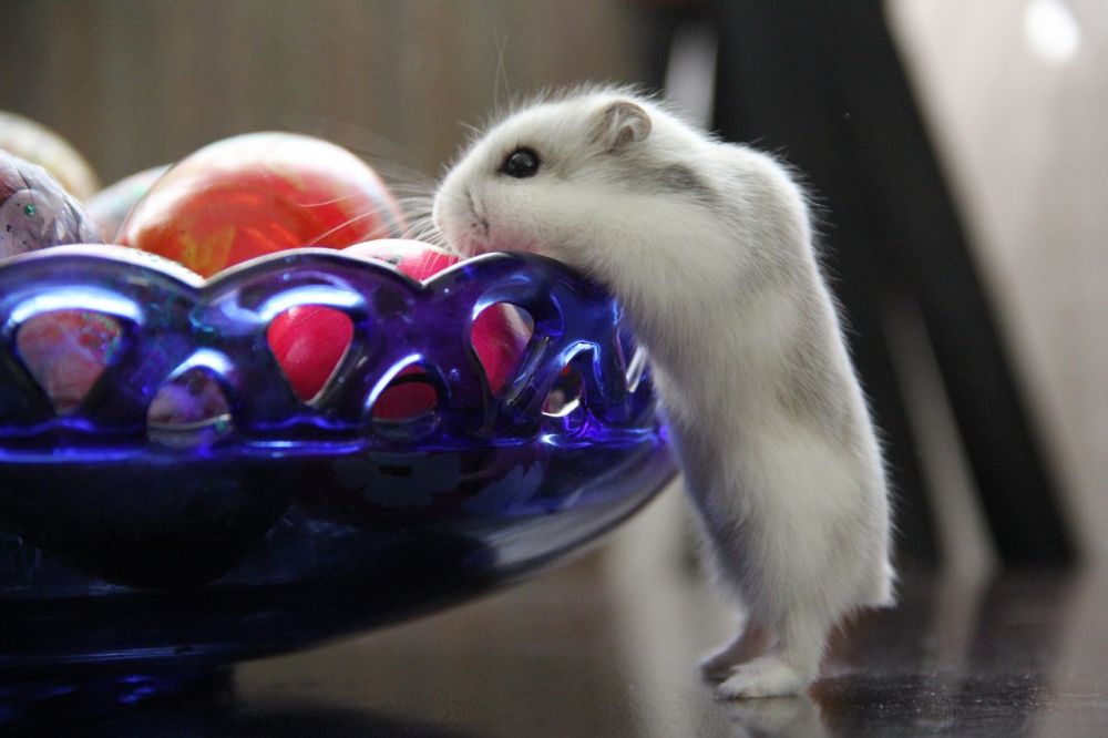 Söt hamster: En Guide till Världens Ljuvligaste Husdjur