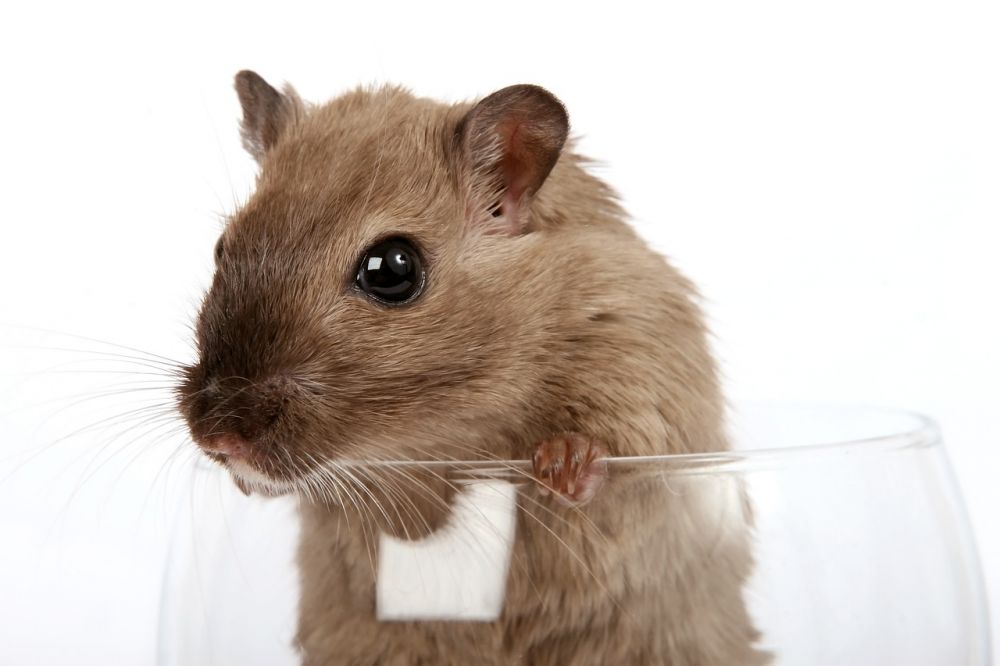 Hamster Sandbad: En Djupdykning i Dess Funktioner och Variationer