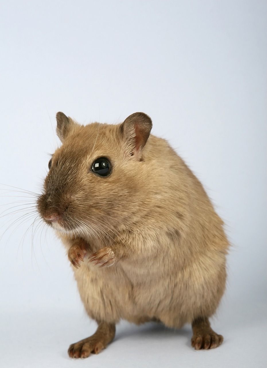 Världens minsta hamster - En närmare titt på denna lilla varelse