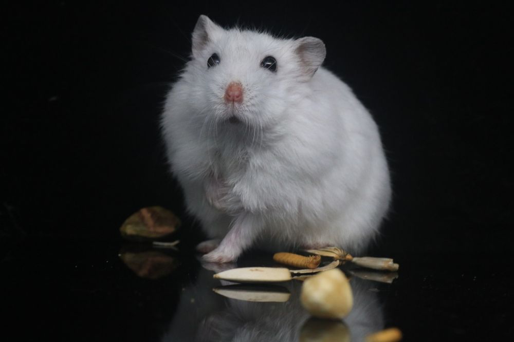 Granska Hamster Vit: En Djupdykning i Denna Fascinerande Lilla Varelse