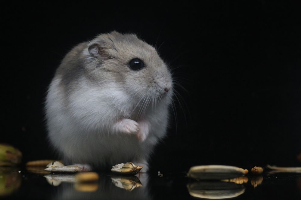 Hamsterbanor: En Guide till Underhållning för Dina Pet Hamstrar