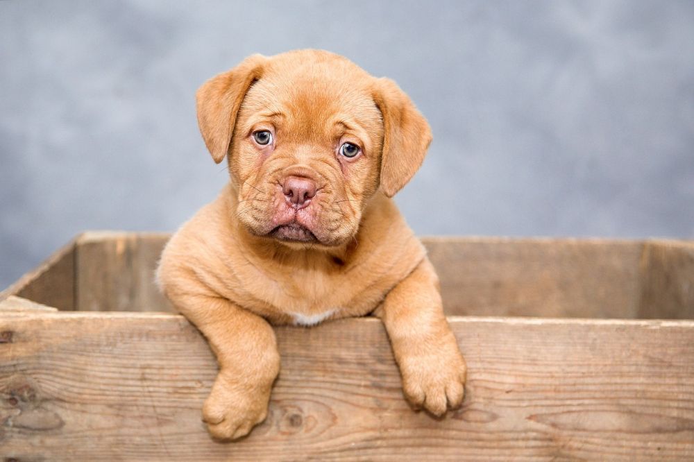 Onsior hund: En grundlig översikt och presentation av denna populära smärtstillande medicin för hundar