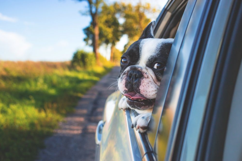 Hund i bil: En grundlig översikt