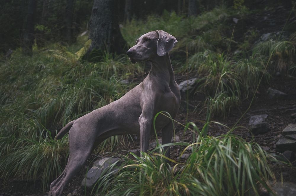 Grå Hund: En Komplett Guide till Denna Fascinerande Art
