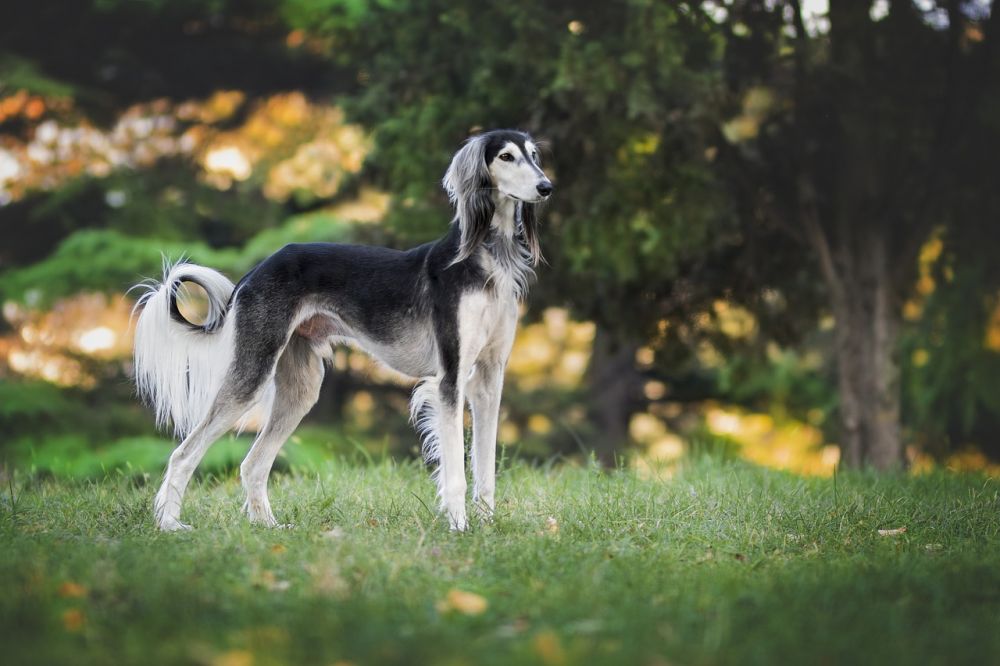 Lassie hund - En Lojal Vän och Tidlös Hjälte
