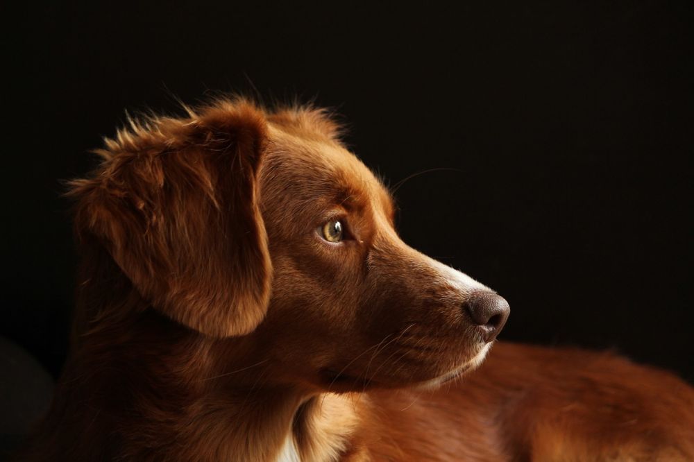 Rabies Vaccin för Hundar: En Grundlig Översikt