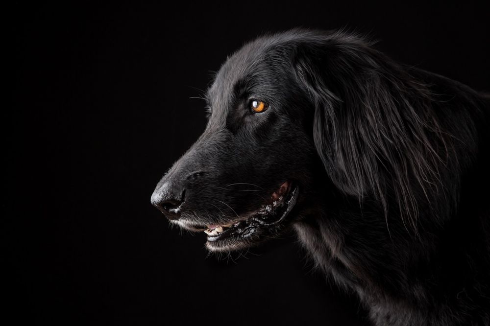 Märgben hund: En djupgående analys av benalternativ för hundar