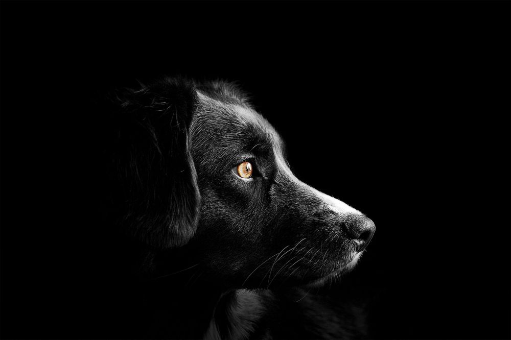 Hundnamn: En Omfattande Guide för Hundälskare