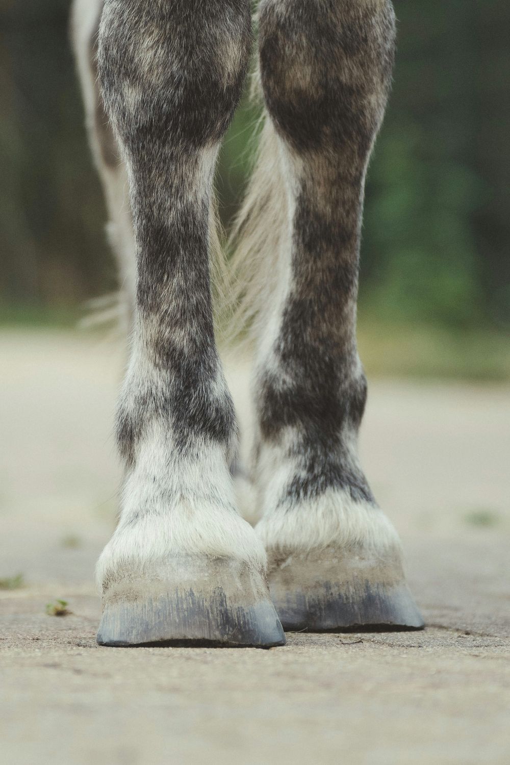 Barfotaboots för hästar: Ett modernt skydd för hästhovar