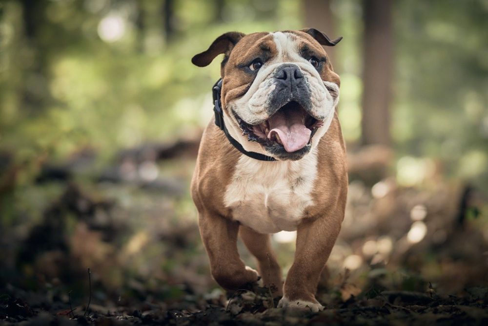 Hundgrind till bil: Säker och bekväm transport för din fyrbenta vän