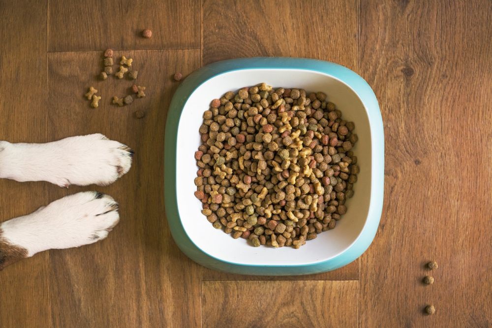 Hundfoder: En guide för hundägare