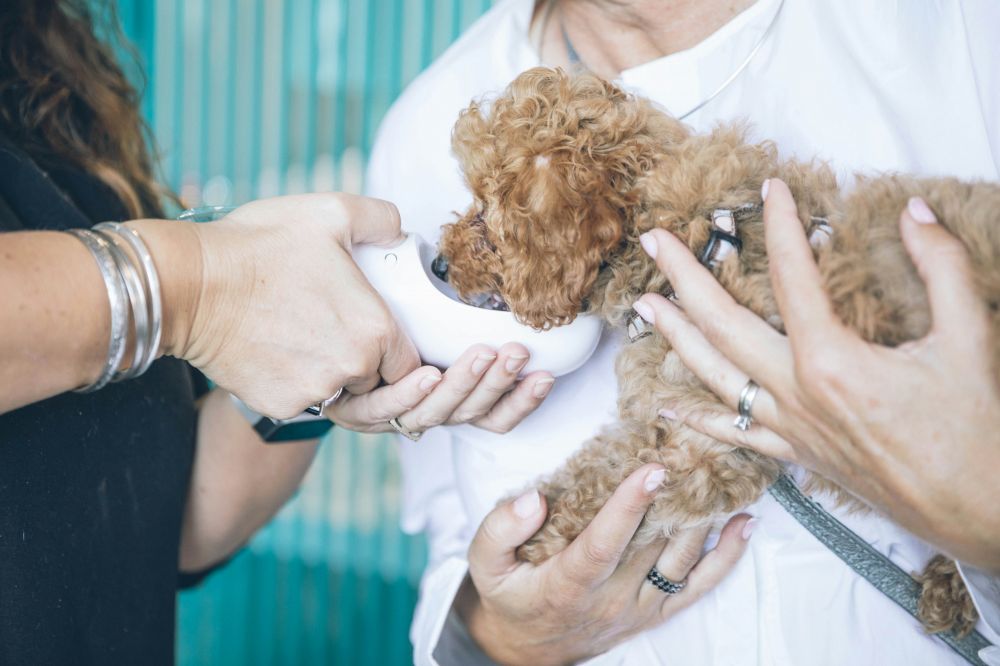 Din guide till veterinärbesök i Vallentuna